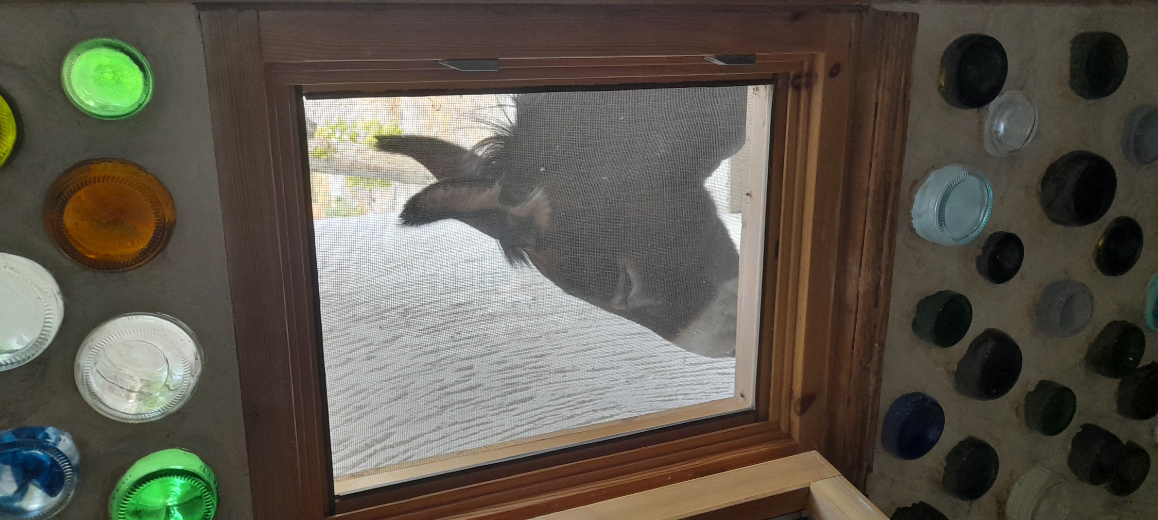 a Burro in the small window of a wall filled with brightly coloured glass jars and bottles