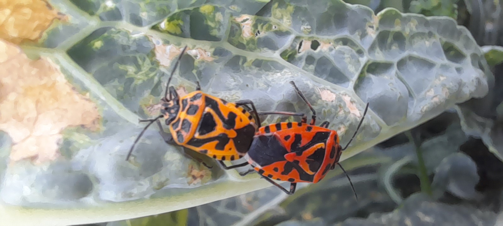 an image of a mating pair of some species of stink bug on a lettuice leaf, it is black and orange with a strking geometric pattern