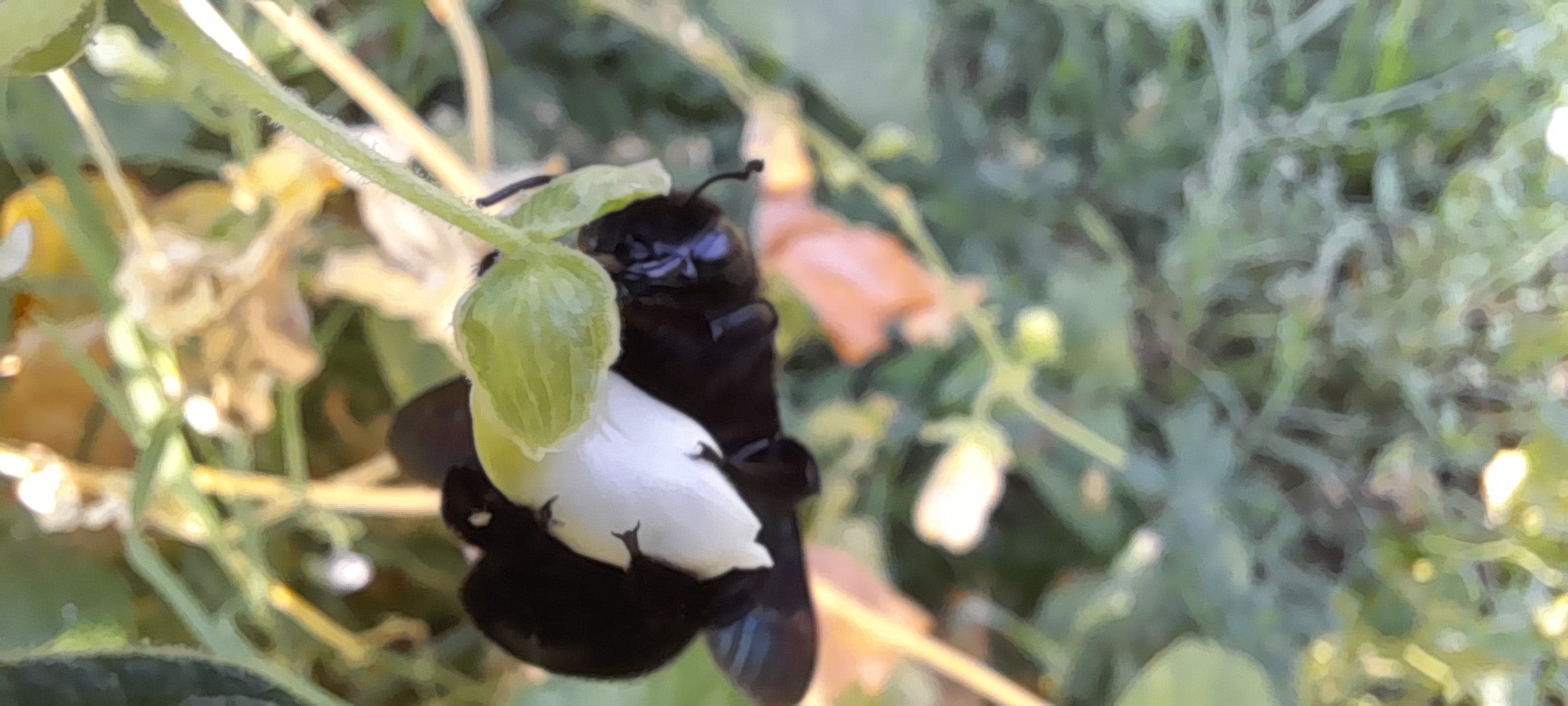 an out of focus shot of a large hymenoptera, bee or wasp on the white flower of a bean plant. the insect is almost black, but shifts blue/purple in the sun and makes and impressive sound when flying