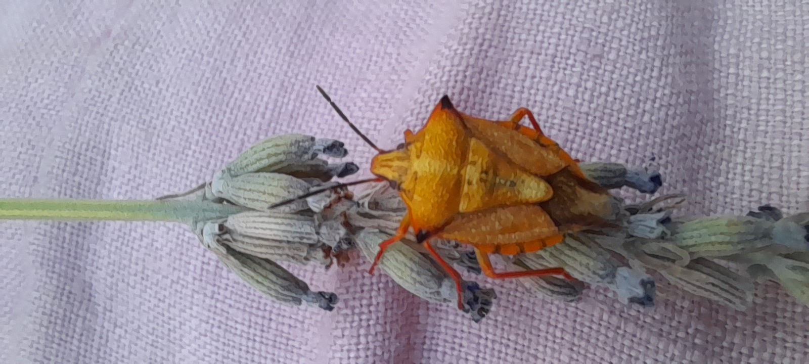 an orangwe stink bug with little horns on its foward quarters of its back. It's sitting on a lavender flower laid out over a pink linen. The colour is vibrant orange on the legs and edges of the body to a more muted yellow/ brown in its center.