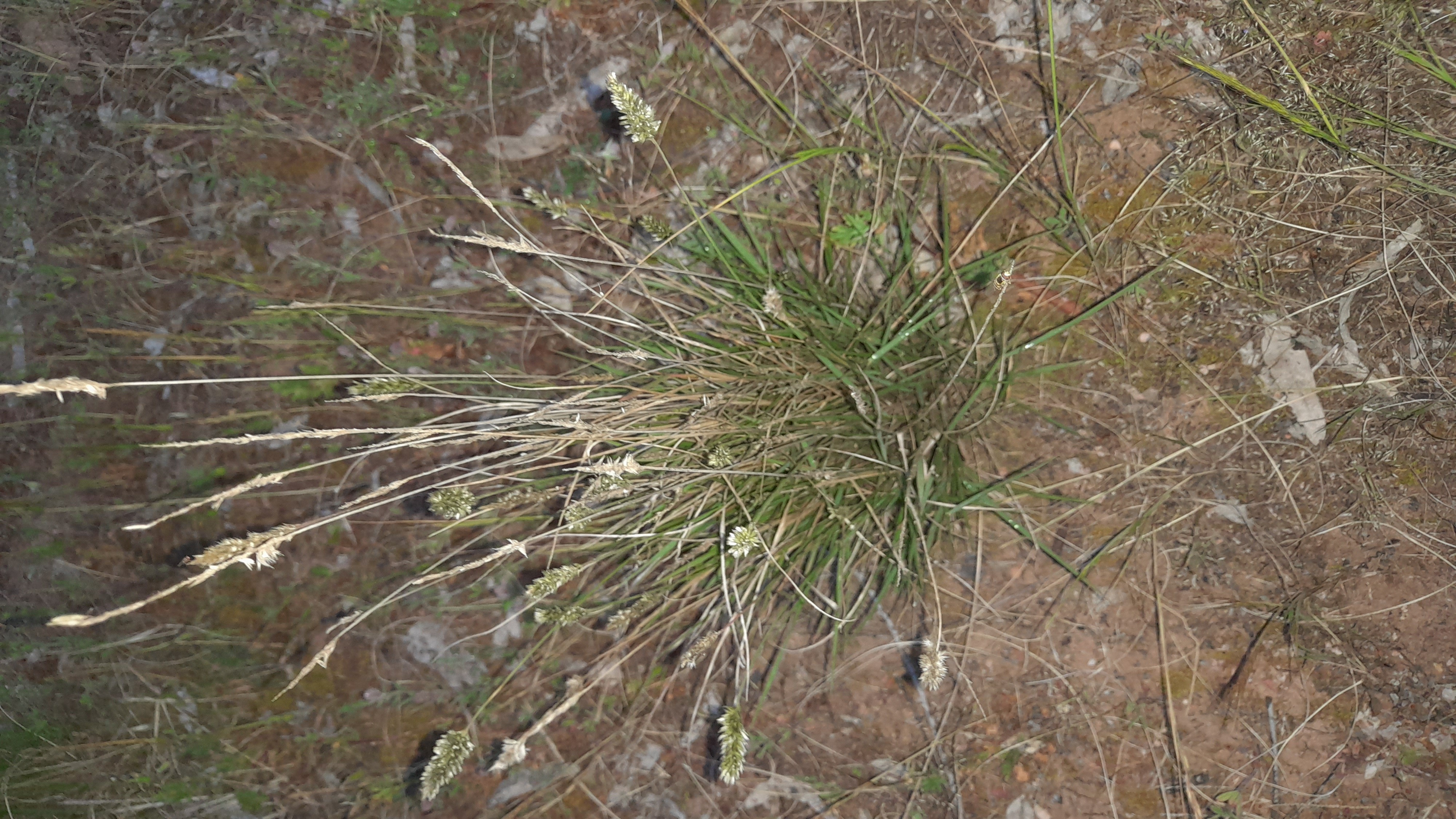 a tussock of enneapogon from above under flash